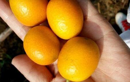 冰糖金桔有什么作用，功效是什么？食用金桔的注意事项