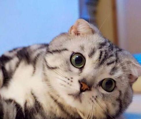 猫咪发春怎么让她不叫 猫发春了一直叫怎么办