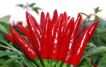 世界上最辣的辣椒，第一名辣到致命