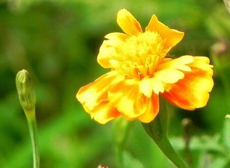 祛斑最有效的方法  祛斑小技巧