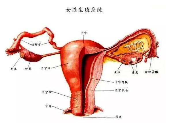 女性生殖系统知识点图片