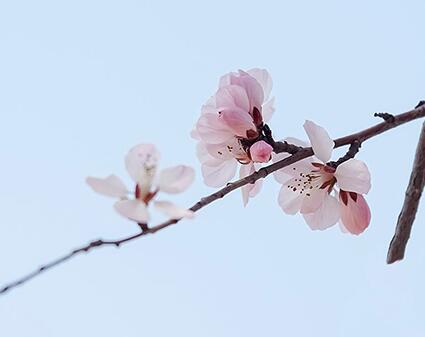 关于春分的古诗文_春分古诗