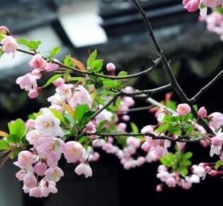 春分是不是立春 春分和立春的区别