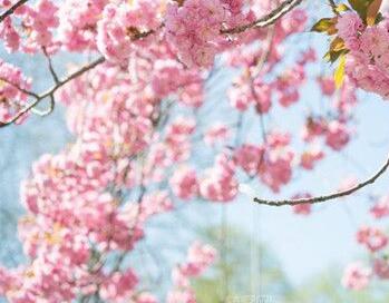 赏樱花的好心情说说 赏樱花诗句