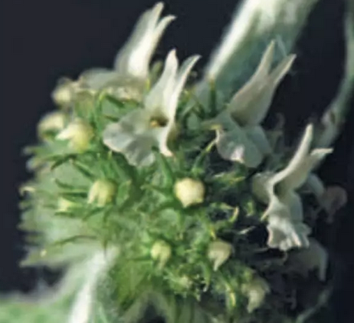 平价和贵价护肤品的有什么区别？