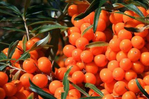 沙棘面膜的功效与作用 补水又保湿哦