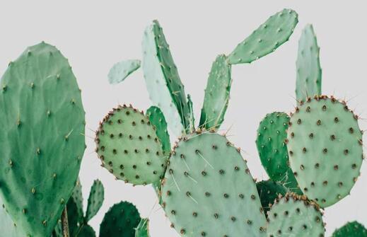 仙人掌面膜的作用与功效 补水保湿又美白