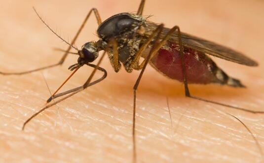 蚊子咬了起水泡怎么办 教你几个快速消除的小妙招