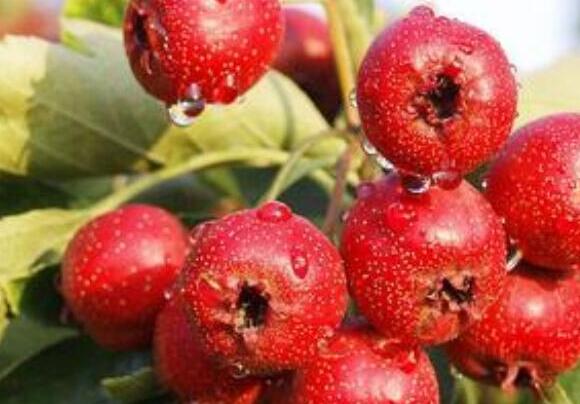 健康减肥不伤身 常见的减肥中药材是什么