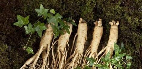 人参五种吃法滋补抗衰