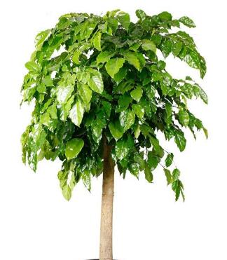 平安树怎么修剪的方法 平时养殖要注意什么