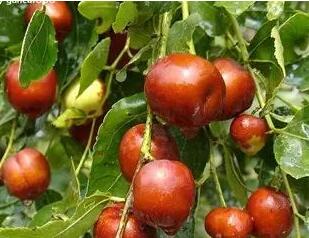 经期前后吃什么补血 女性补血食疗最靠谱