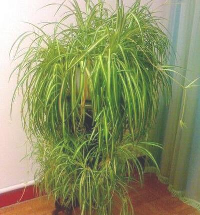 吊兰开花后枝条怎么办?枝条处理得几种办法