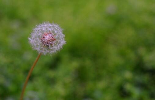 喉咙痛能喝蒲公英水吗 蒲公英能清热解毒