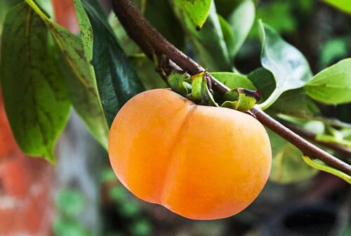 柿子不能多吃 这样吃柿子小心胃结石