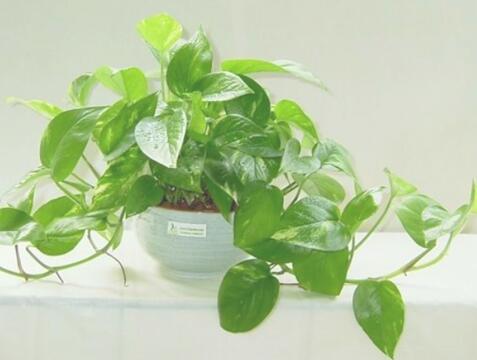 绿萝的花语是什么 送绿萝代表什么意思