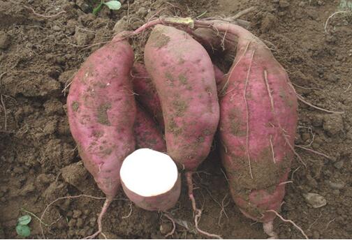 红薯的功效与作用 红薯具有很多的养生保健功效