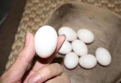 鸽子蛋怎么吃最有营养 什么人不能吃