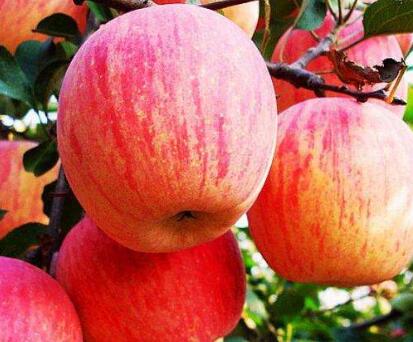 苹果营养价值高 但是腐烂的苹果会致癌