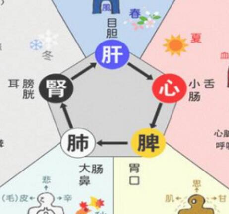 五脏的生活规律 你们知道吗