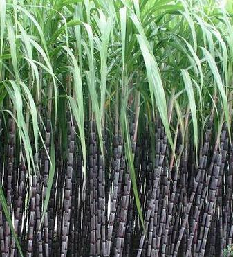 甘蔗的功效与作用 吃甘蔗的好处