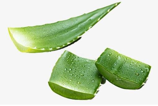 芦荟罐肤可以天天做吗 最好不要做芦荟灌肤
