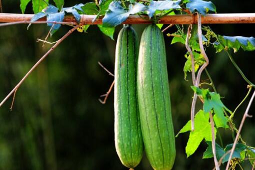 丝瓜有苦味能吃吗 丝瓜也是有苦味的