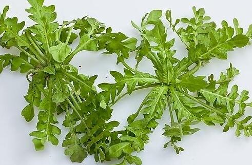 春季吃什么野菜好 食用野菜注意事项