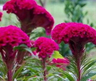 鸡冠花的功效与作用及食用方法、禁忌