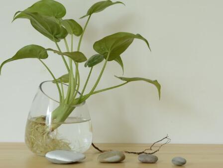 醋泡脚 介绍醋泡脚的方法