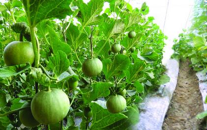 孕妇能不能吃香瓜 吃香瓜要注意哪些