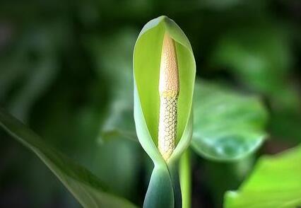 滴水观音是什么 滴水观音怎么养护