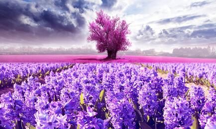 薰衣草的花语-薰衣草的作用