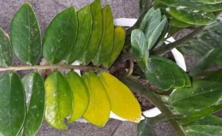 金钱树叶子发黄怎么办 是什么原因呢