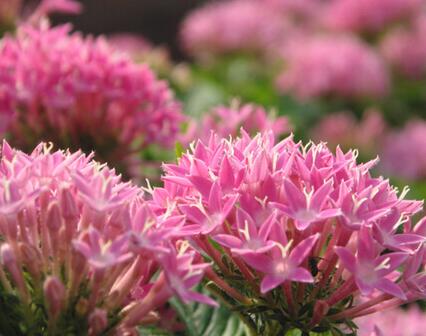 红景天的功效与作用-红景天的副作用