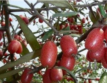 羊奶果泡酒的禁忌有哪些