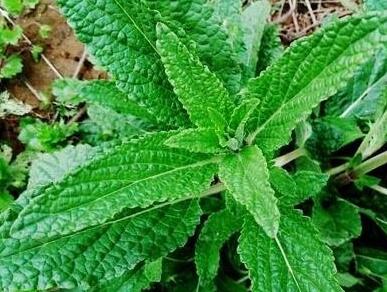 蟾蜍草怎么吃 推荐蟾蜍草的4种吃法