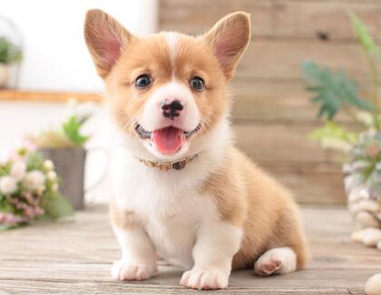 食物的改变会引起狗狗肠胃病