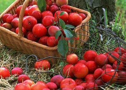 李子的营养价值及功效是什么