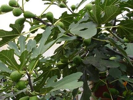 无花果树枝的药用价值 无花果具体有哪些功效和作用