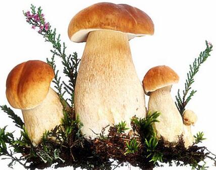 蘑菇是否可以放冰箱 新鲜的蘑菇应该怎么办保存才不会坏