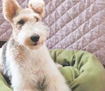 宠物剪刀的使用方法-宠物剪刀怎么选