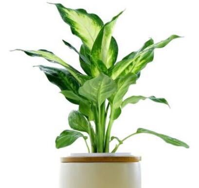 万年青象征意义有哪些 家中摆放万年青要注意什么呢