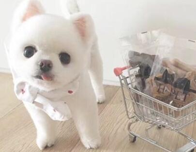 究竟是什么原因导致狗狗脱毛呢