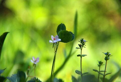 自己是单身 父母要催婚怎么办？