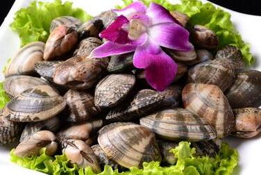 花蛤的营养价值 花蛤的做法