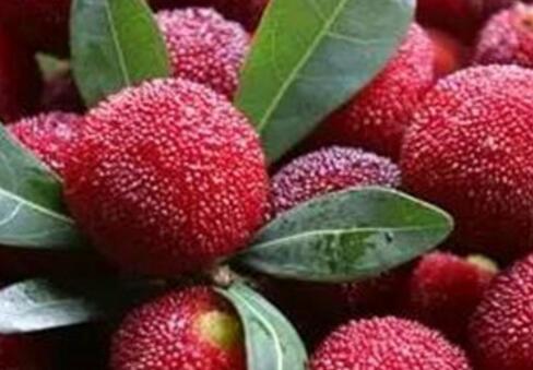 杨梅会不会上火吗 杨梅的具体功效与作用有哪些呢