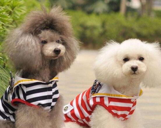 快递可以托运宠物吗 哪个快递可以寄宠物