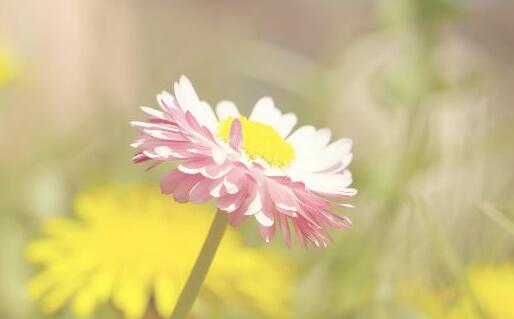 如何辨别白糖的好坏 白糖的选购方法