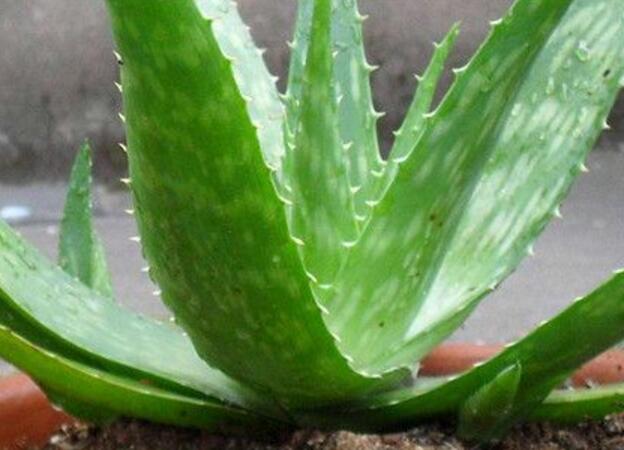 新鲜芦荟涂脸的使用方法 芦荟怎么处理才能涂脸